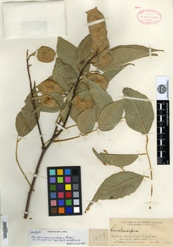 Image of Lonchocarpus caudatus