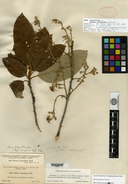 Image of Styrax polyanthus
