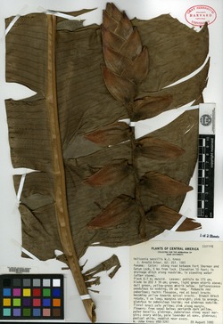 Image of Heliconia sessilis