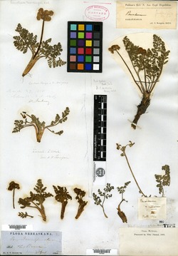 Image of Peucedanum villosum