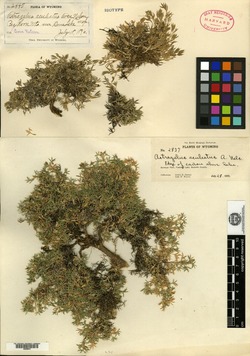 Astragalus aculeatus image