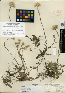 Antennaria petaloidea var. scariosa image