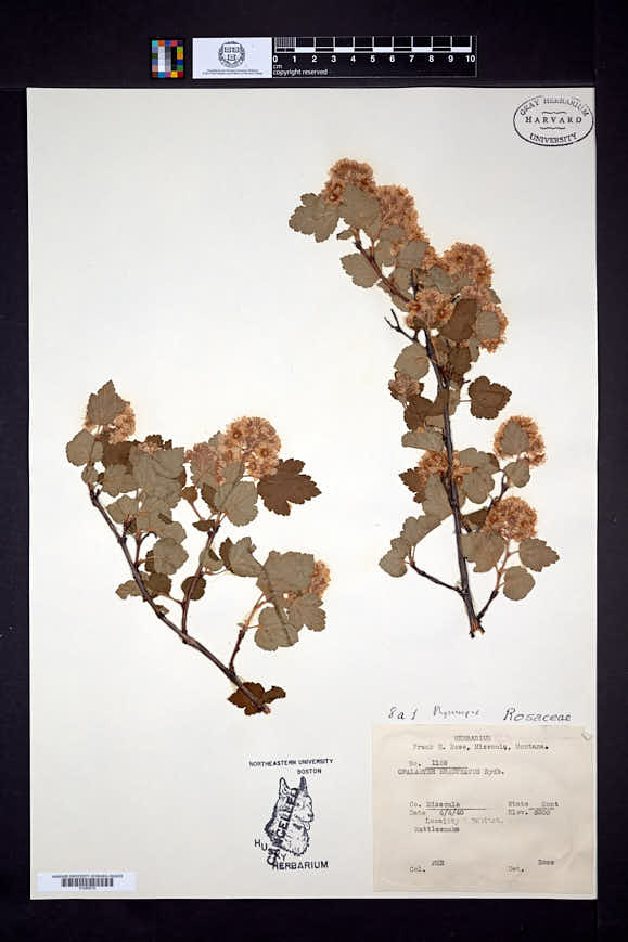 Image of Physocarpus bracteatus