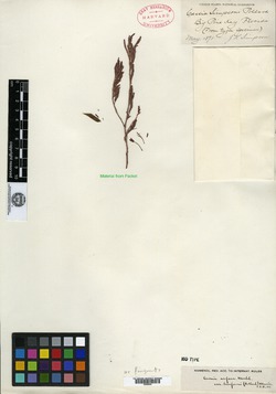 Image of Cassia simpsonii