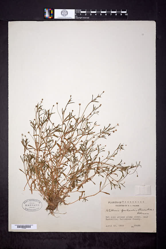 Stellaria fontinalis image