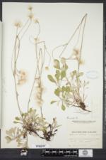 Antennaria howellii subsp. petaloidea image