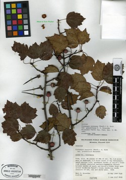 Crataegus pruinosa var. grandiflora image