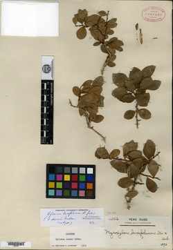 Image of Xylosma buxifolium