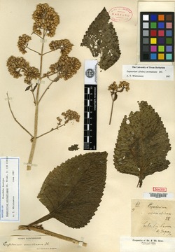Image of Critonia aromatisans