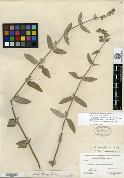 Salvia confinis image