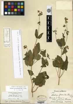 Image of Stachys flaccida