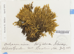 Image of Aulacomnium turgidum