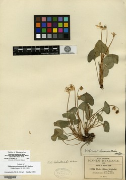 Viola nuevo-leonensis image