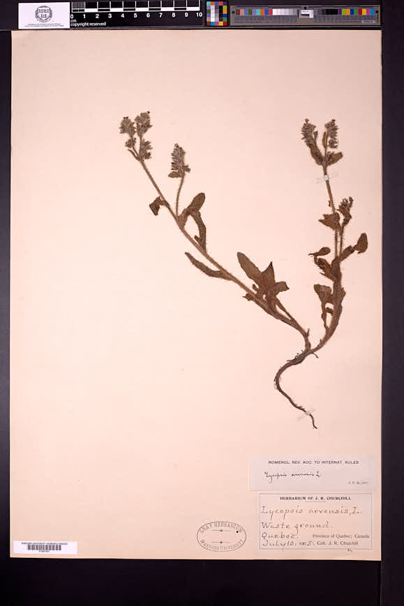 Lycopsis arvensis image