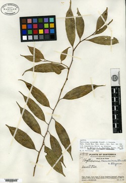 Phyllonoma cacuminus image