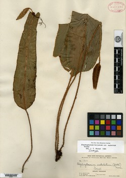 Elaphoglossum eutecnum image