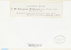 Sphagnum wulfianum image