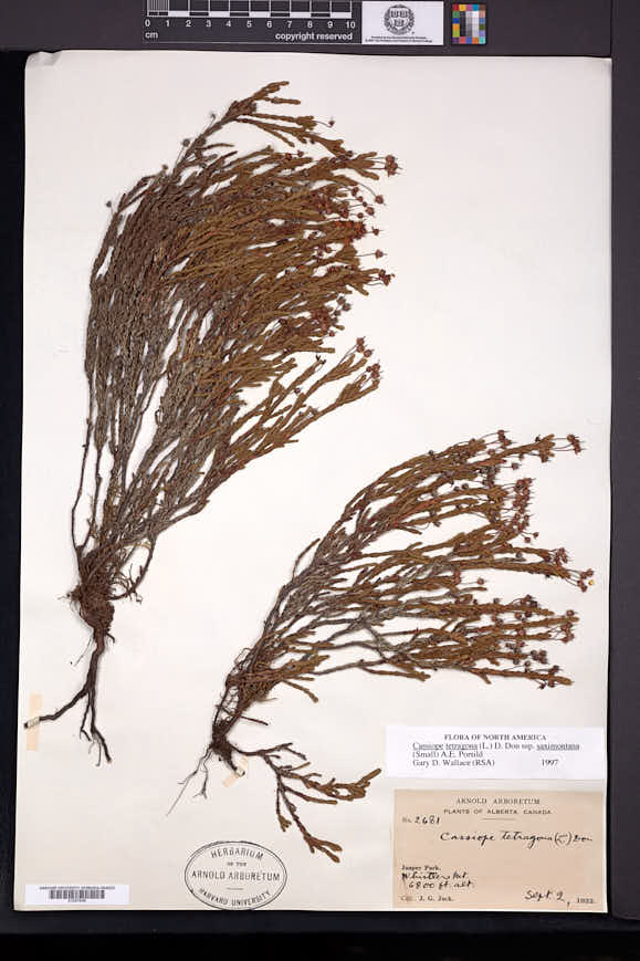 Cassiope tetragona subsp. saximontana image