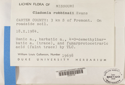 Cladonia robbinsii image