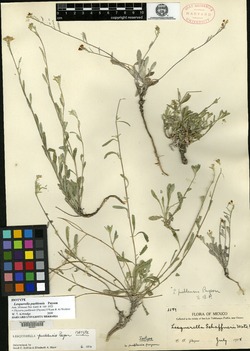 Image of Physaria pueblensis