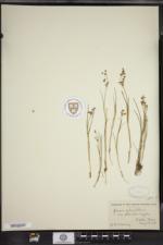 Juncus articulatus image