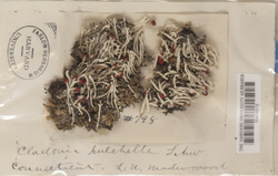 Cladonia bacillaris image