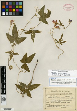 Image of Phaseolus amabilis