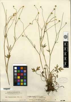 Ranunculus tenuipes image