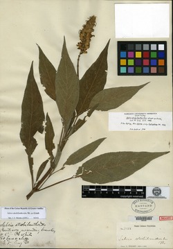 Salvia strobilanthoides image