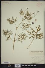 Erodium stephenianum image
