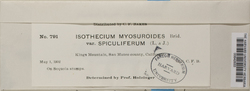 Pseudisothecium stoloniferum image