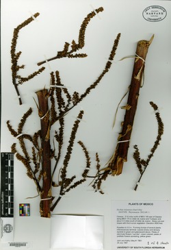 Image of Hechtia ixtlanensis