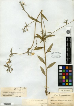 Triodanis coloradoensis image