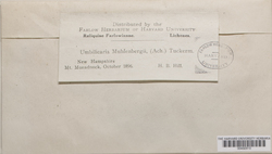 Umbilicaria muhlenbergii image