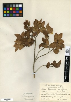 Image of Plinia toscanosia