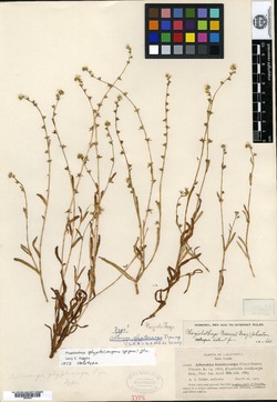 Image of Allocarya glyptocarpa