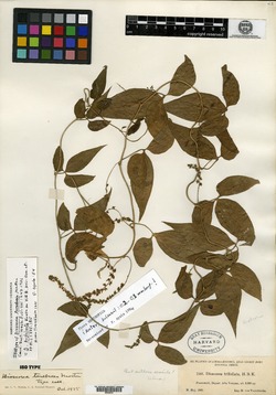 Image of Dioscorea tenebrosa