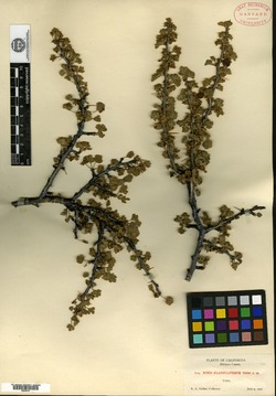 Image of Ribes glanduliferum