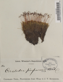 Ceratodon purpureus image