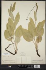 Cynoglossum virginianum var. boreale image