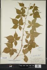 Rubus recurvicaulis image