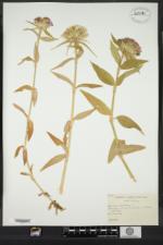 Dianthus barbatus image