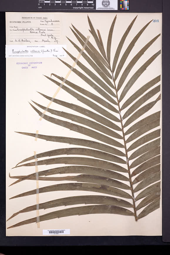 Image of Encephalartos villosus
