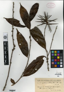 Image of Xylosma chloranthum