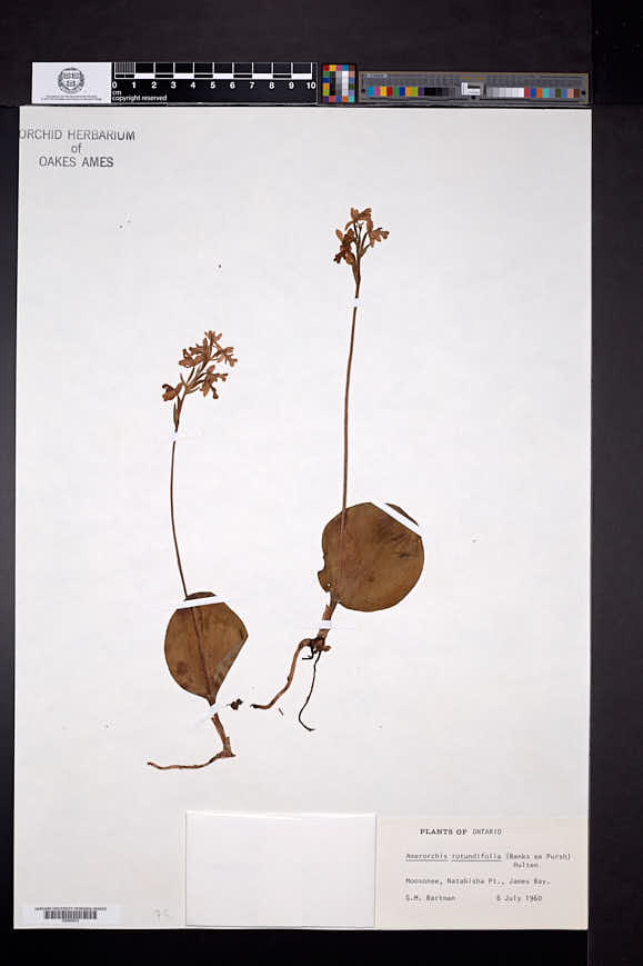 Amerorchis rotundifolia image