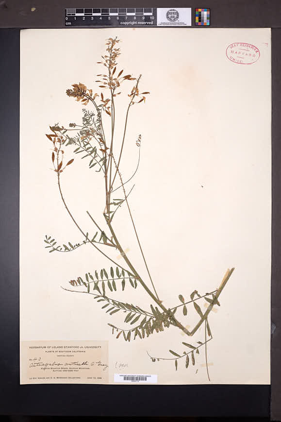 Astragalus trichopodus var. phoxus image