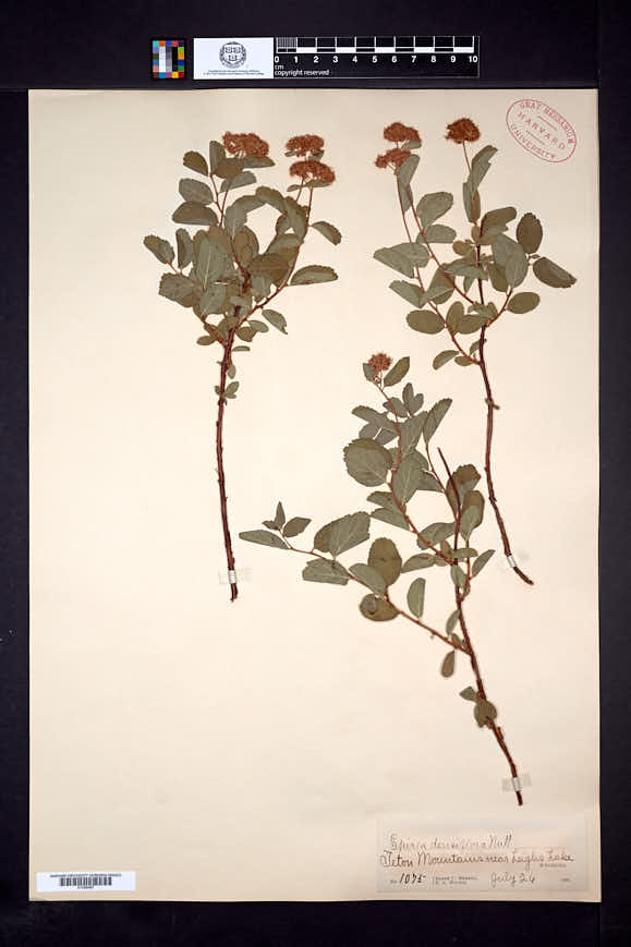 Spiraea densiflora image