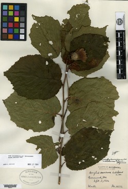 Corylus americana var. indehiscens image