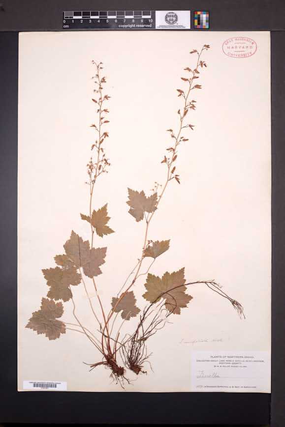 Tiarella unifoliata image