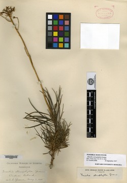 Image of Encelia stenophylla